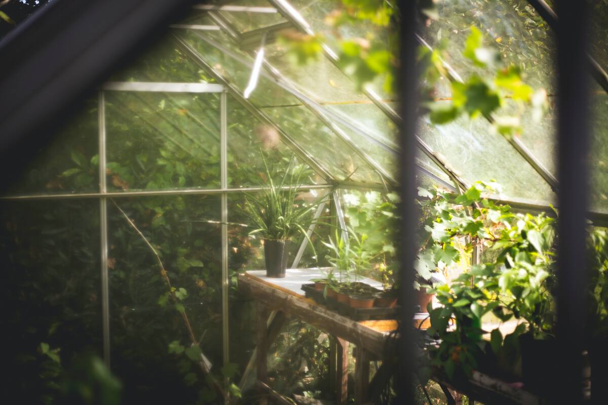 Rooftop Garden Image (Thomas Verbruggen/Unsplash)